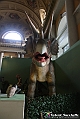 VBS_0892 - Dinosauri. Terra dei giganti